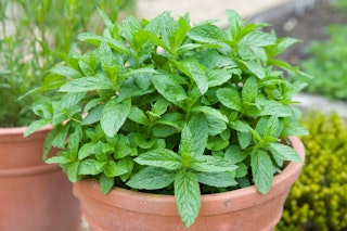 mint growing in terra cotta pot