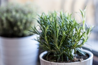 rosemary planted in pot in window