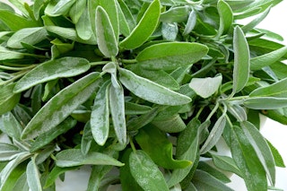 sage herb