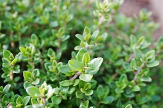 thyme herb growing