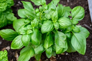 growing fresh sweet basil
