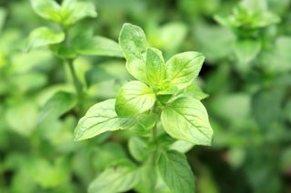 oregano herb growing in garden