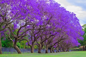 Jacarandas