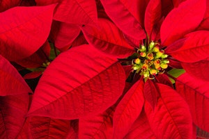 Poinsettia