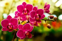 Orchid Flowers