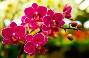 Orchids