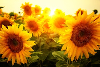 Sunflowers
