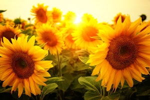 Sunflowers