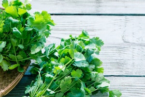 Cilantro