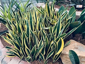 sansevieria