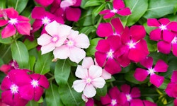 Vinca