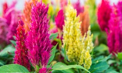 Celosia