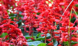 Red Salvia