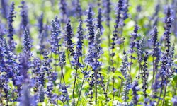 Blue Salvia