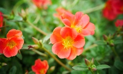 Portulaca