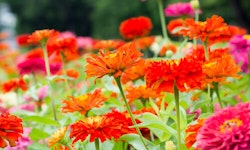Zinnia