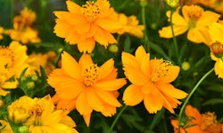 Coreopsis
