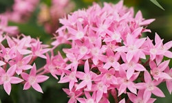 Pentas