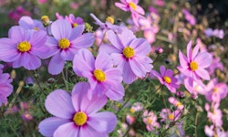 Cosmos