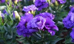 lisianthus