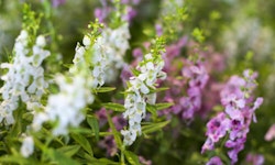 Angelonia