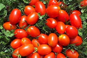 juliet grape tomatoes summerwinds arizona