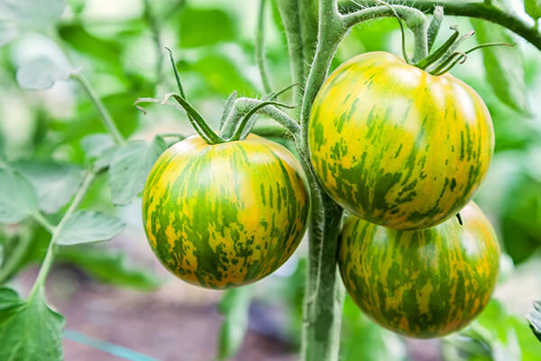 Delicious Tomatoes You've Got To Try! | Arizona SummerWinds