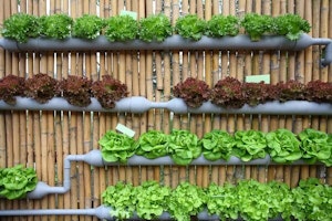 Homegrown Lettuces