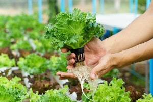 Hydroponic lettuce roots