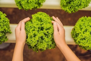 Homegrown Lettuces