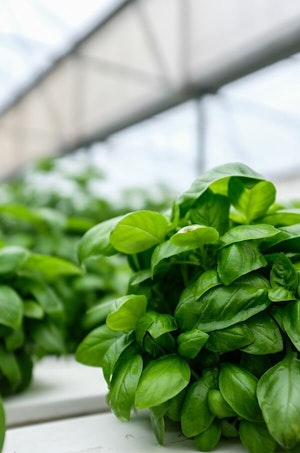 Basil