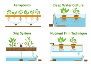 Hydroponic Setups