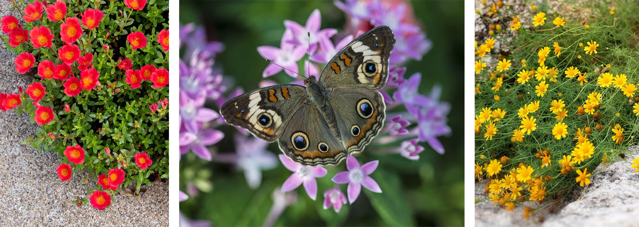3 summer flowers - Purslane, Pentas - with a butterfly, and Golden Fleece blooms.
