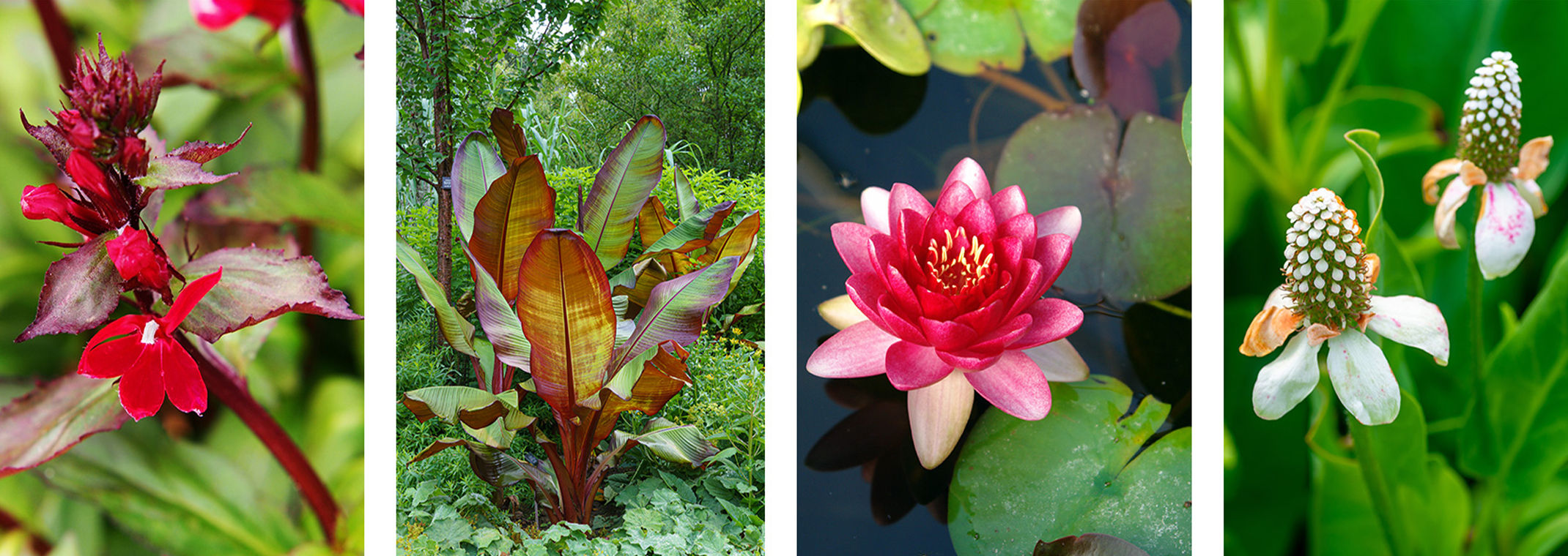 4 different water plants: Queen Victoria Cardinal Flower, Red Abyssinian Banana, Water Lily, and Yerba Mansa.