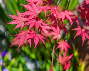 japanese maple