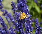 butterfly sitting on a dark blue salvia