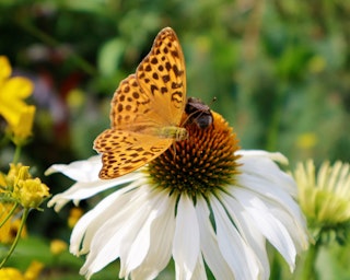 white echinacea white echinacea with butterfly sitting on top