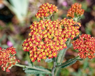 yarrow achillea terra cotta yarrow achillea terra cotta