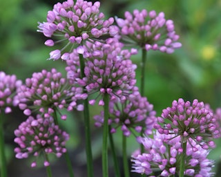allium ornamental onions allium ornamental onions