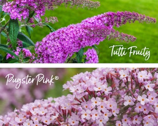 butterfly bush or buddleja two colors butterfly bush or buddleja two colors tutti fruity and pugster pink