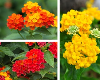 lantana 3 varieties lantana 3 varieties