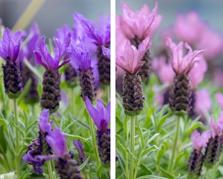 lavender spanish deep purple and rose stoechas lavender spanish deep purple and rose stoechas