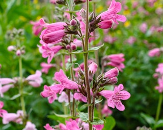 penstemon perennials pink penstemon perennials
