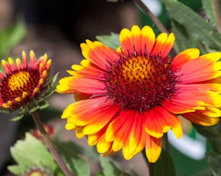 gaillardia bee a winner gaillardias