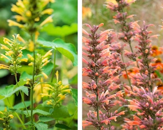 agastache butterfly mint agastache butterfly mint yellow and coral