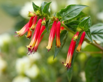 cuphea hummingbirds lunch