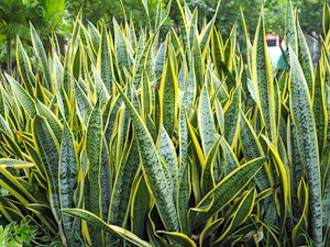 Sansevieria Outside