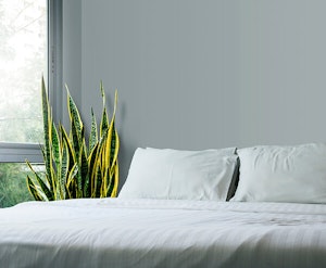 Sansevieria in bedroom