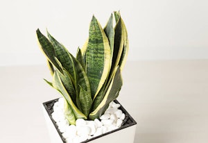 Sansevieria Plants