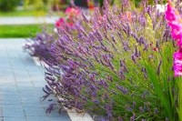 Purple lavender garden